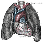 El corazón, entre los pulmones